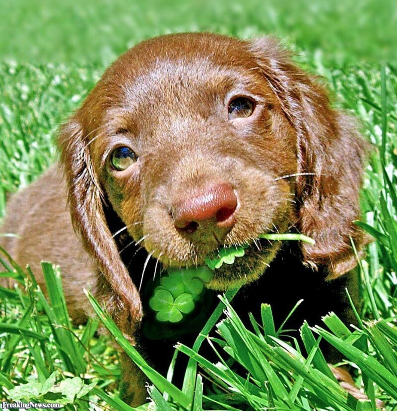 Почему собака ест траву: основные причины | МИР СОБАК. Всё самое интересное  | Дзен