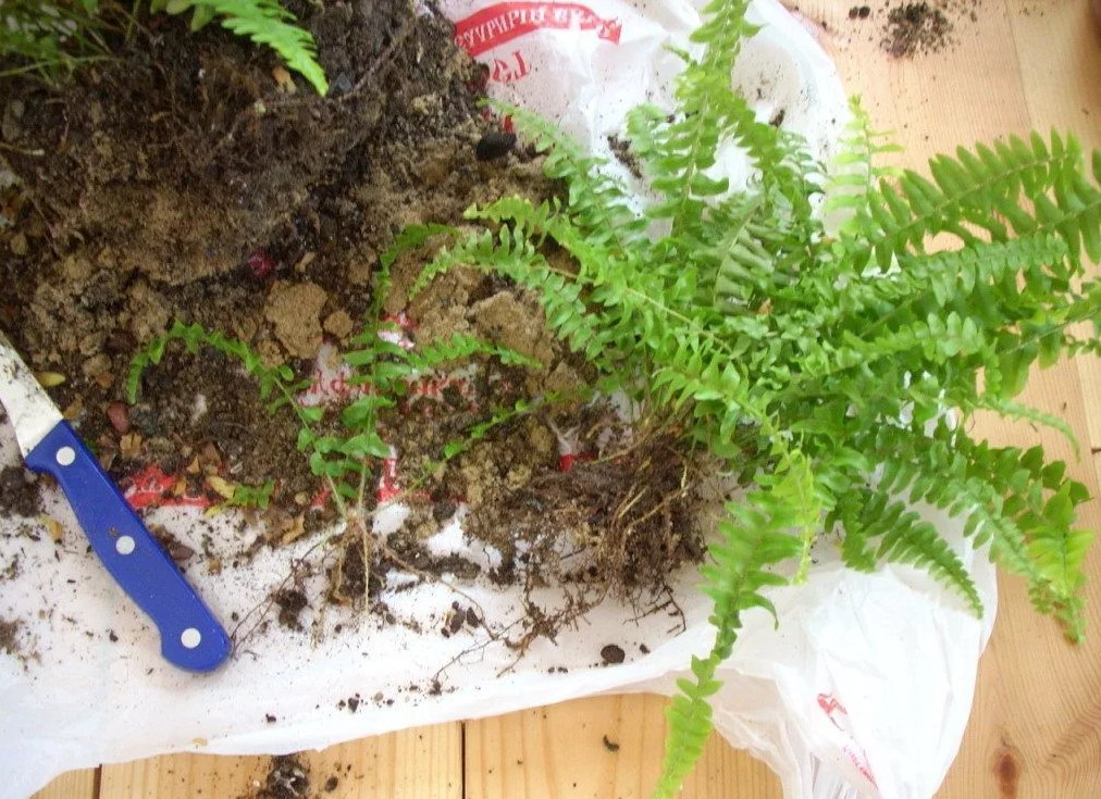 Пересадка карликового папоротника