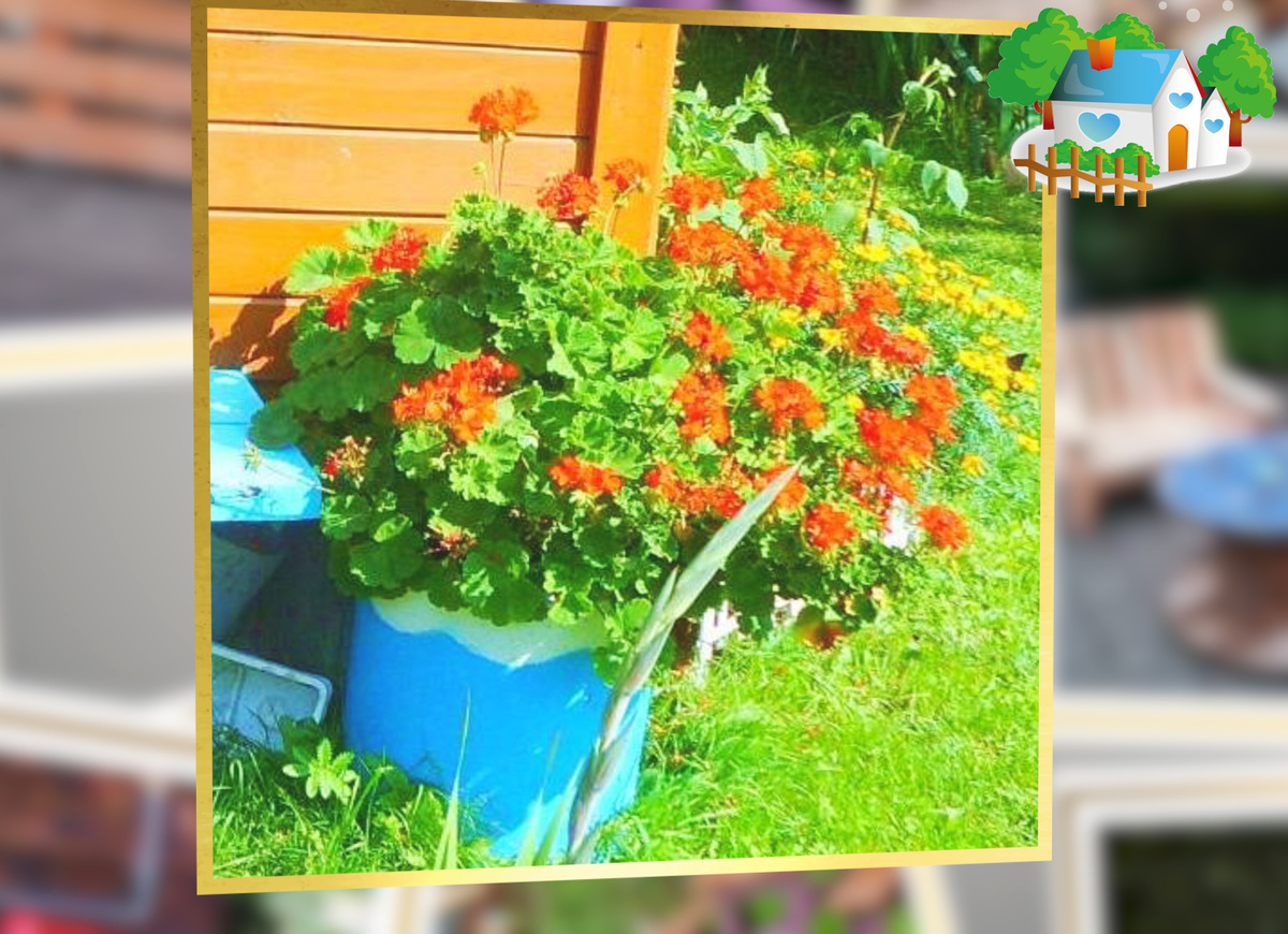 Герань растет у нас в широкой асбестоцементная труба