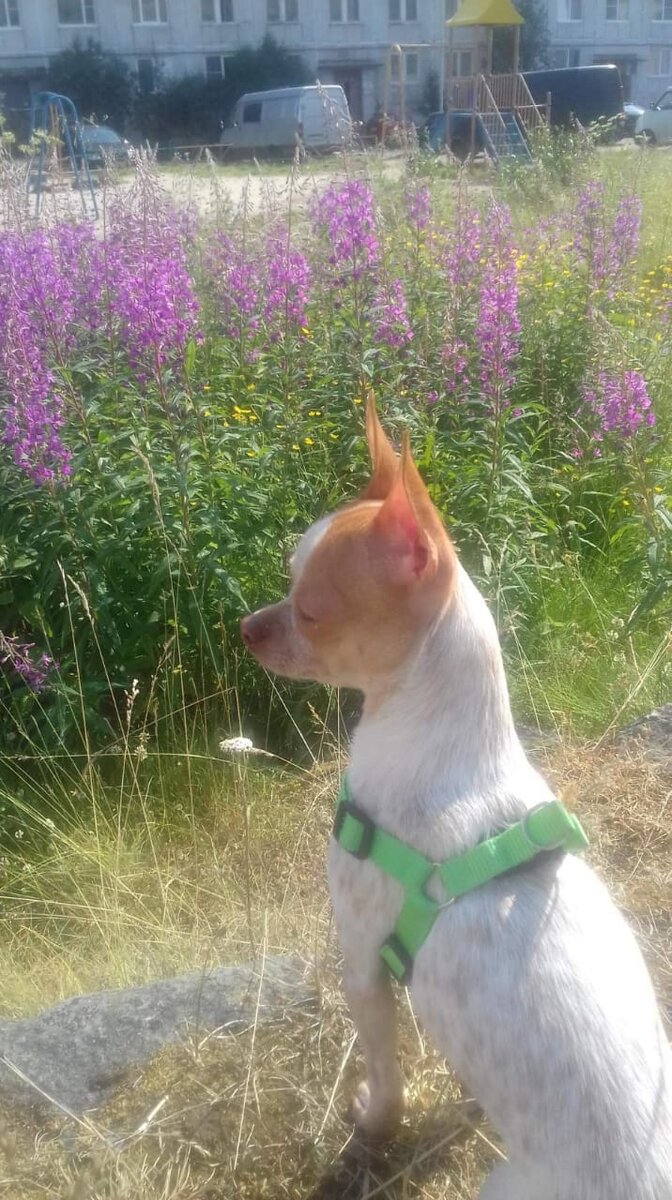 Уникальные особенности породы «Королевской миниатюрой» называют гладкошерстных чихуахуа. Длинношерстные же собаки – это уже «солнечные собачки», как солнечные зайчики ласковые, элегантные,они поистине выглядят сказочными существами. Прекрасно подходят для маленьких городских квартир. Отличаются уравновешенностью и абсолютным отсутствием суетливости и истеричности. Они как правило ,весьма дружелюбны, но достаточно осторожны в выборе своих знакомых и не любят проявления панибратства к себе ни со стороны чужих людей, ни со стороны чужих собак. Чихуахуа до самозабвения предан своему хозяину и очень быстро учится его понимать. Интеллект чихуахуа удивительно высок. Одним словом, чихуахуа – это совокупность всех черт, присущих благородным животным, чья история насчитывает более 3000 лет. Уникальность этой породы заключается еще и в том, что эти крошки способны взять на себя все невзгоды хозяина. Могучая энергия , которую излучает эта собака, охраняет и оберегает любимого хозяина от злых помыслов, исходящих от других людей. Огромный сгусток энергии в малом обьеме, рыцарское благородство и королевское величие всегда производят огромное впечатление. Чихиахуа –это роскошная драгоценность , которая естественна, нерукотворна и всегда вам к лицу.