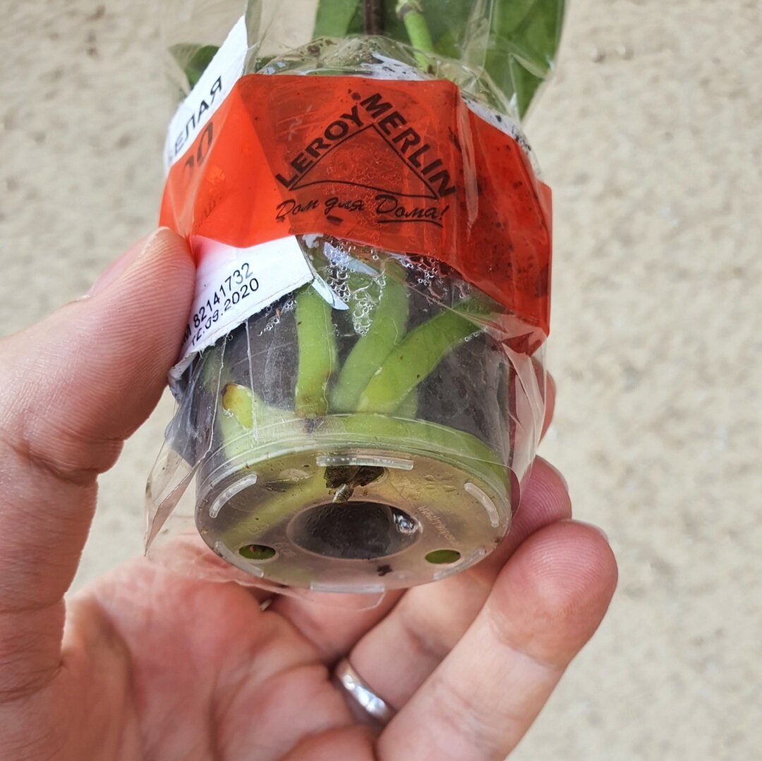 На ценнике написано, что белая