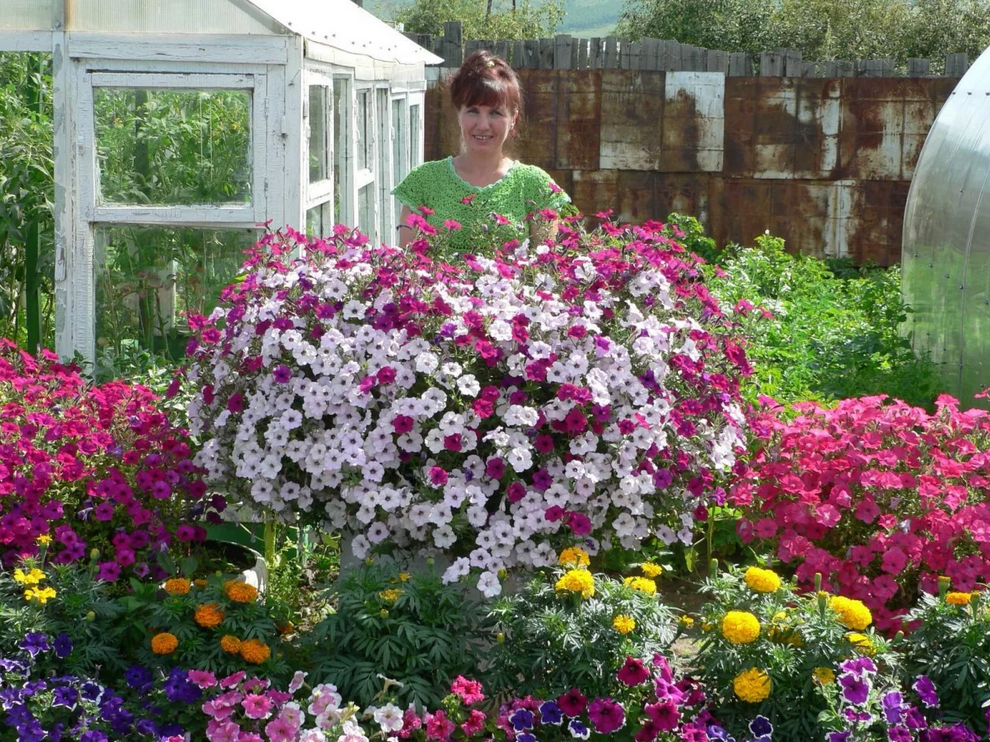 Обожаю, когда в саду цветет петуния!