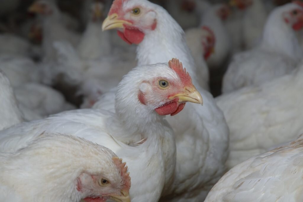 Бройлерные куры.
