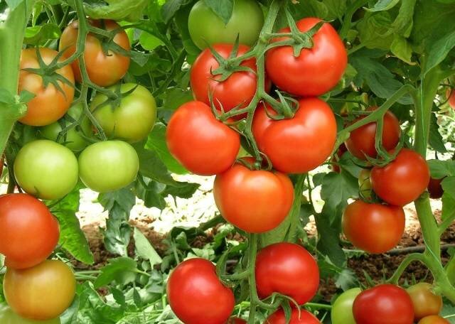 Кистевые томаты настолько привлекательны, что имеют массу поклонников. К тому же они практически всегда выдаются урожайными, а главное, их вкусовые качества просто великолепны.