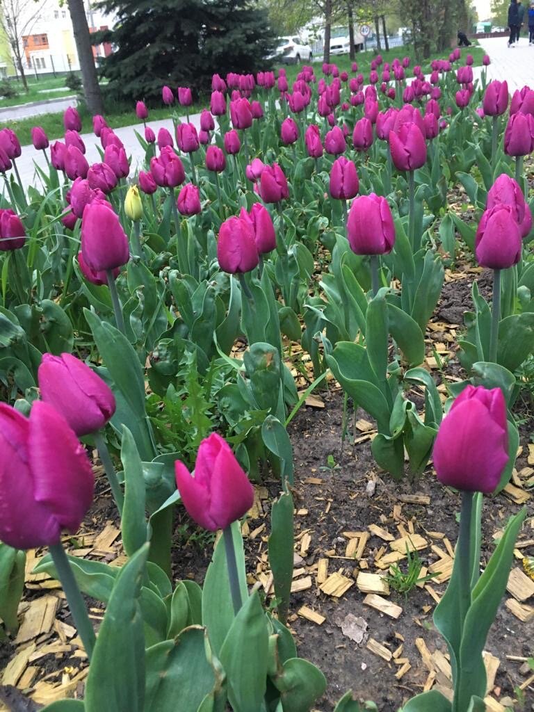 Моя бабушка любит пионы, тюльпаны и кремовые розы. В их доме часто стоят живые цветы, а в день рождения, несмотря на холода, в квартире бывает проблемой поиск свободной вазы