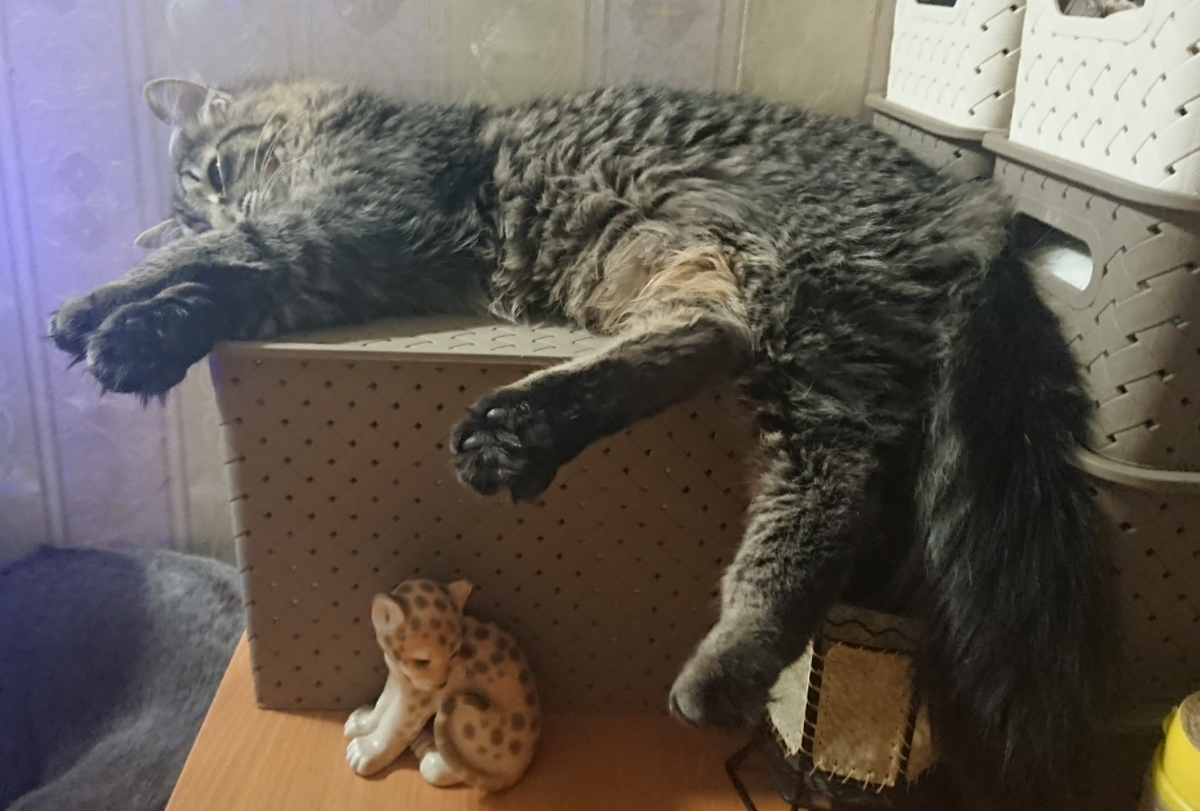 Вот эта шкодная мордашка с енотными лапками, отдыхает😎