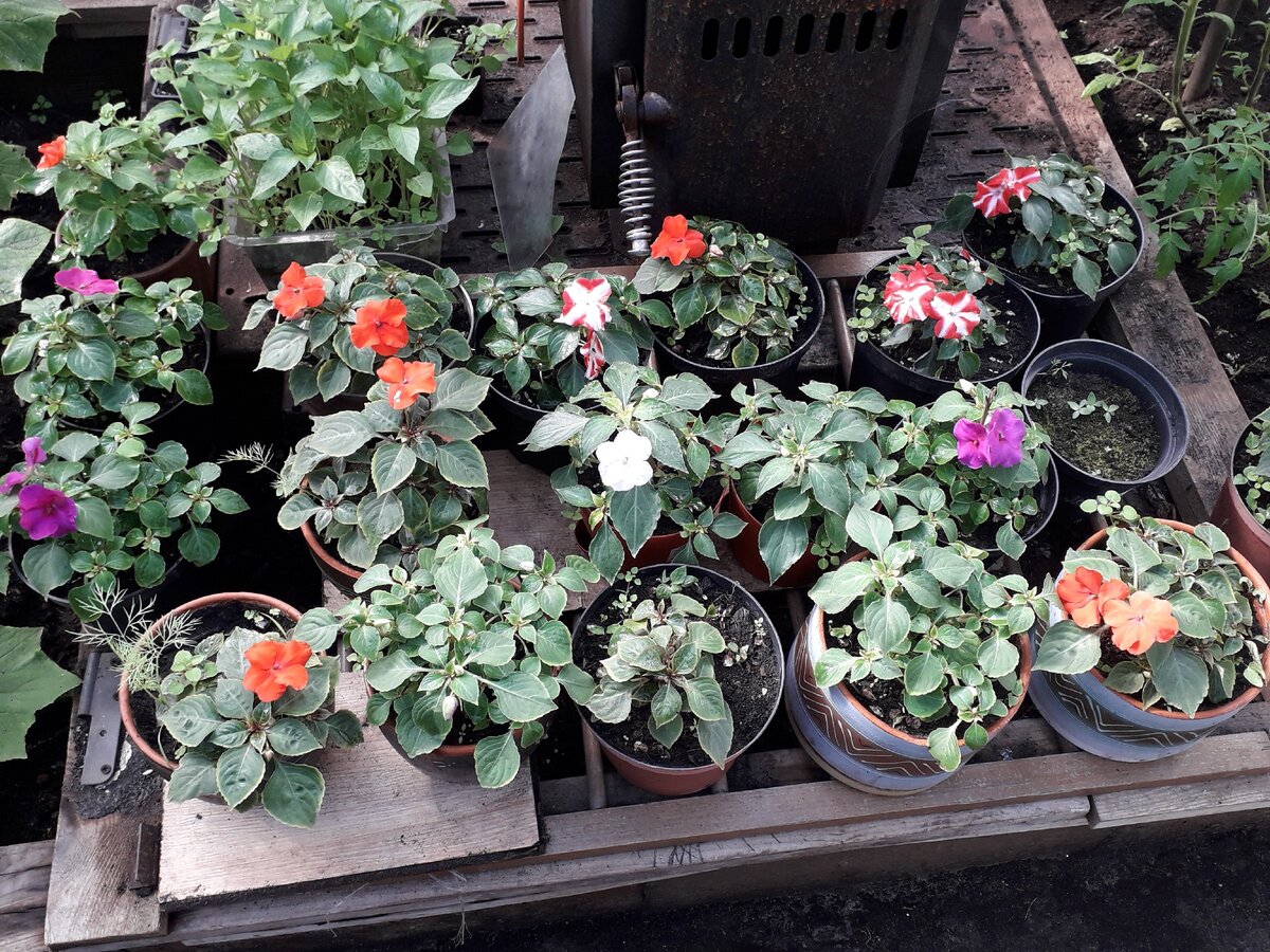 Начало мая. Первые пошли (фото из личного архива)