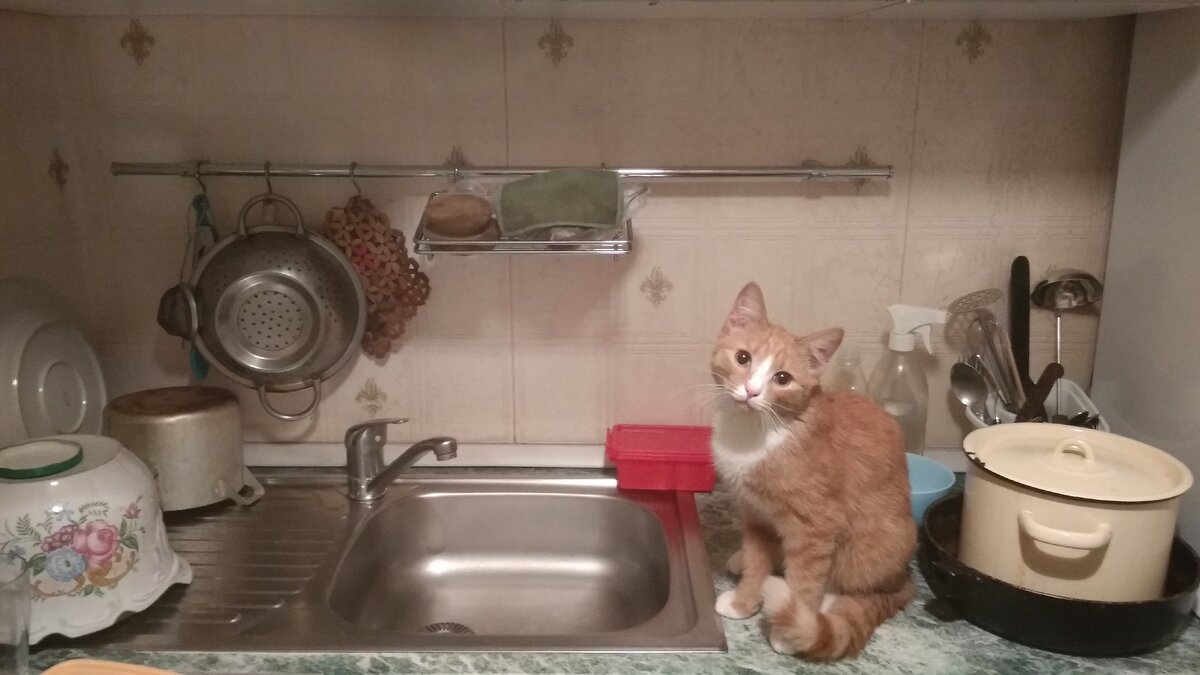 Люцифер не доволен тем, что я оставила кастрюлю и сковороду немытыми. Фото автора 