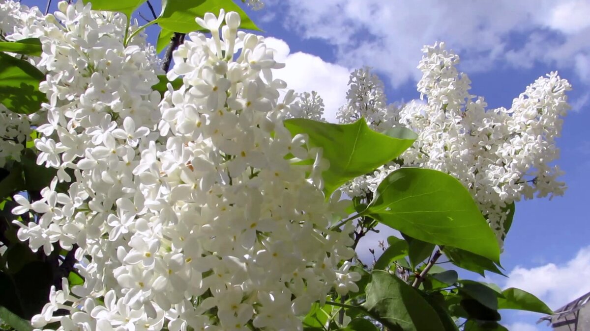 Белая сирень приносит только счастье (фото автора)