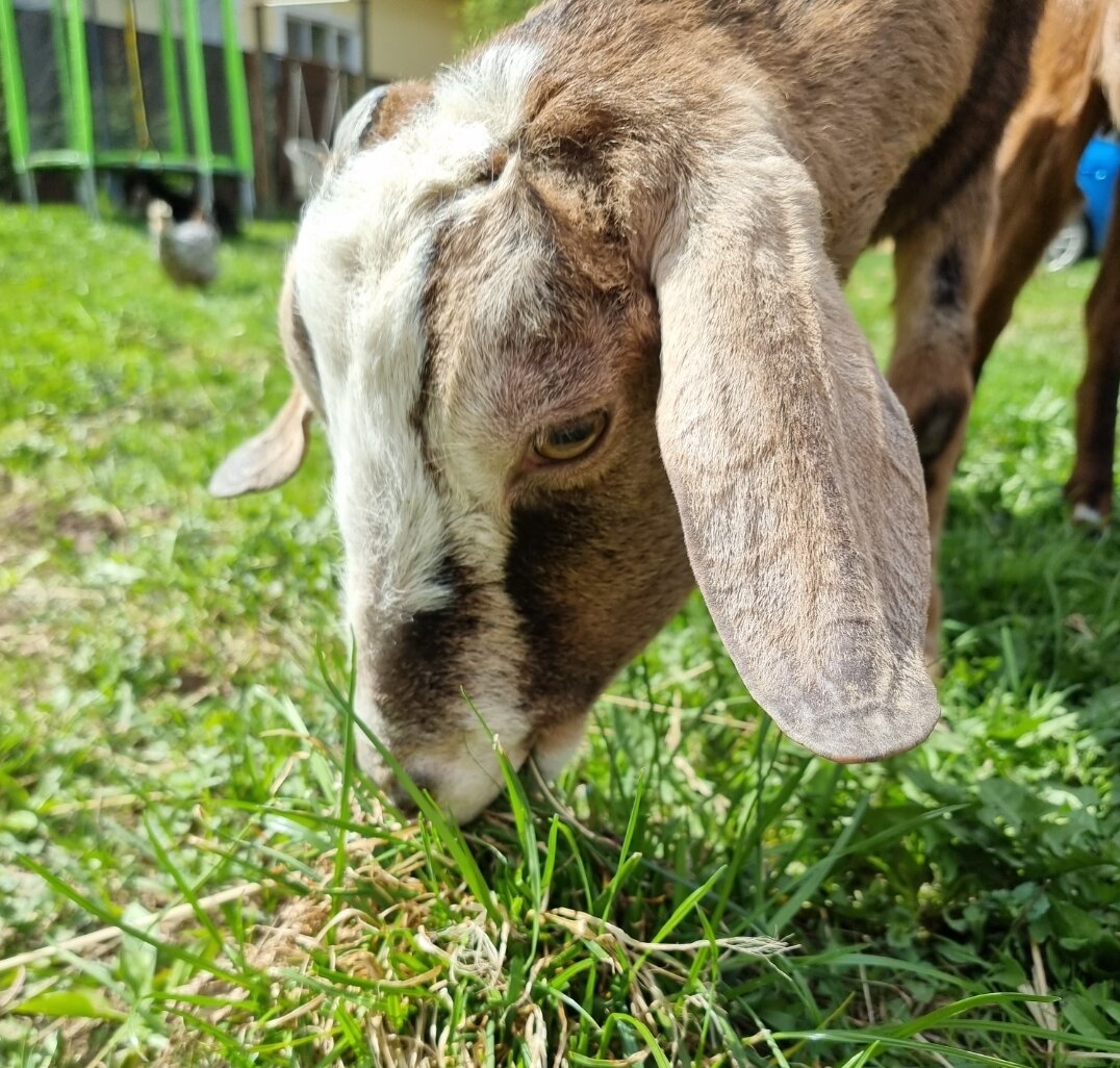 Фото и коза автора 