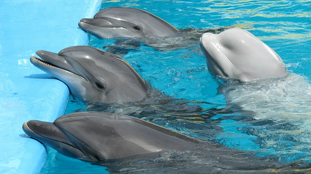 Дельфин живет лет. Похож на дельфина. Дельфин похожий на человека. Похожие на дельфинов. Дельфины в природе и неволе.