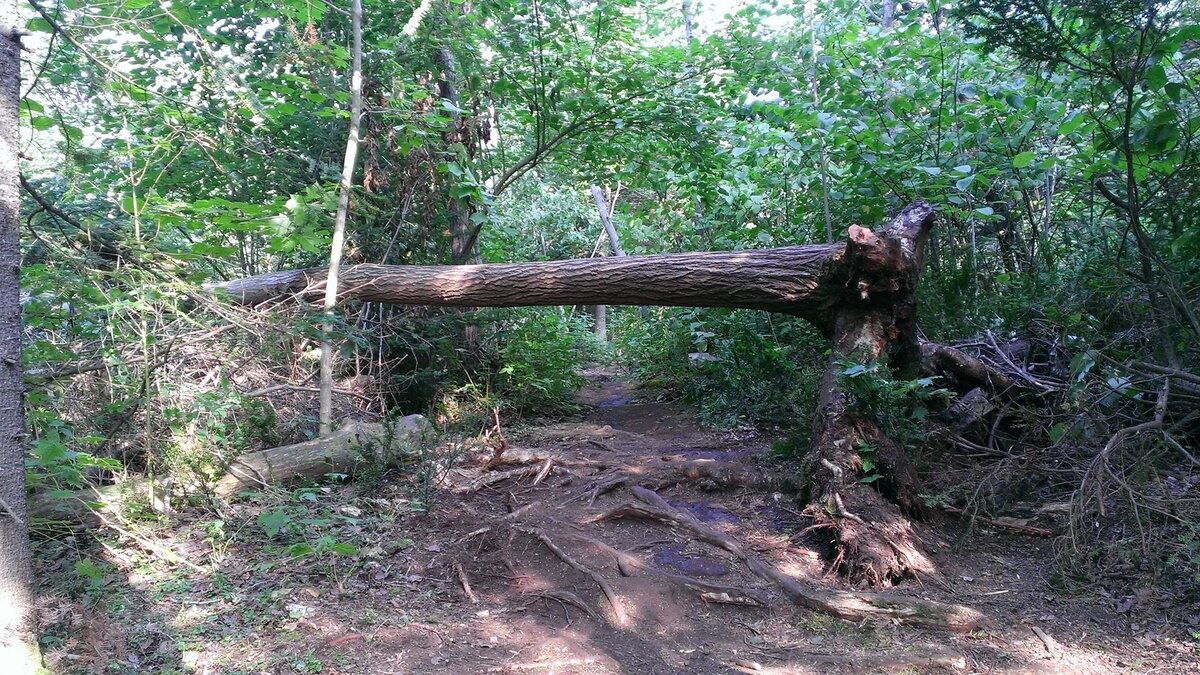 спиши вставь пропущенные буквы 2 класс. текст в лесу трещат и раскалываются от холодов деревья. гдз по русскому языку 3 класс 2 часть учебник соловейчик. старое дерево. деревья трещат от мороза.