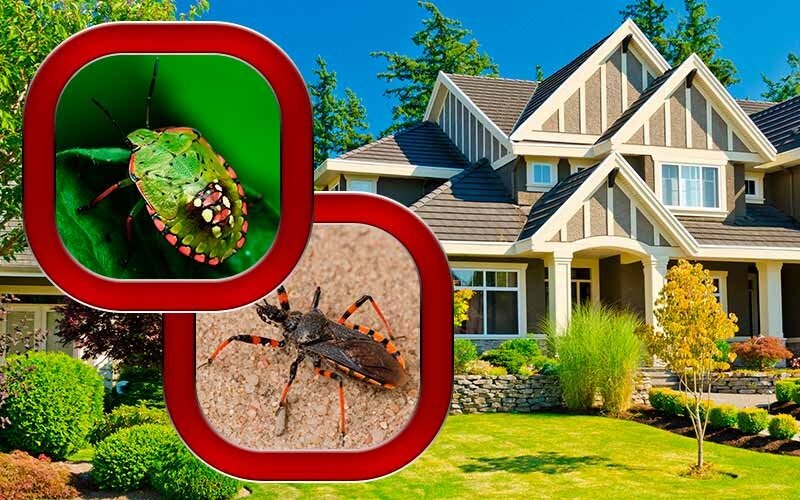 Садовые клопы