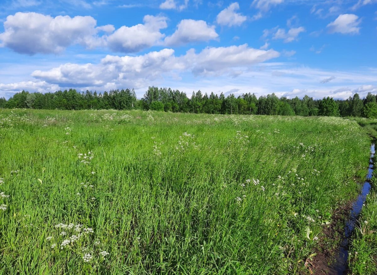Поля бывают разные, но в каждом можно найти что-то для отвара.
Фото автора