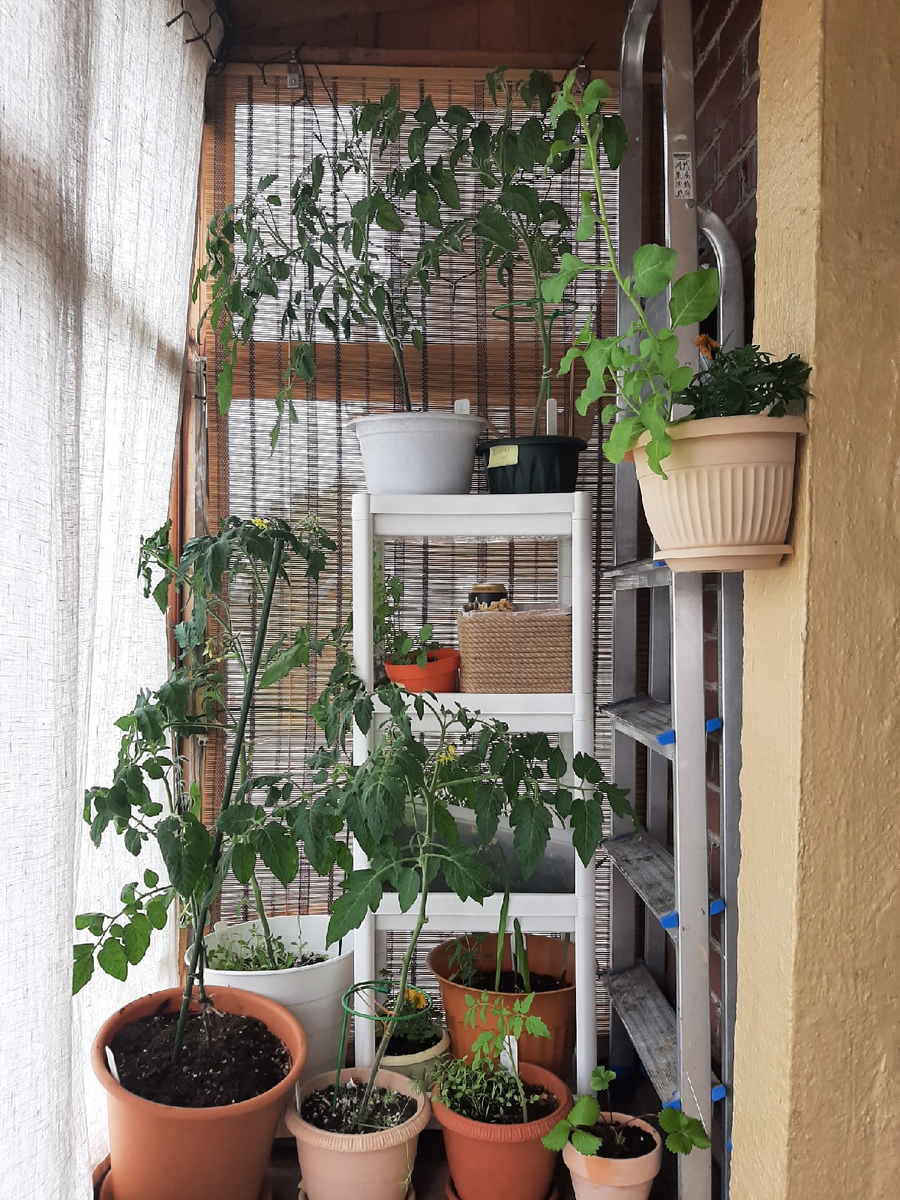 Вот эти джунгли кошам доверять нельзя