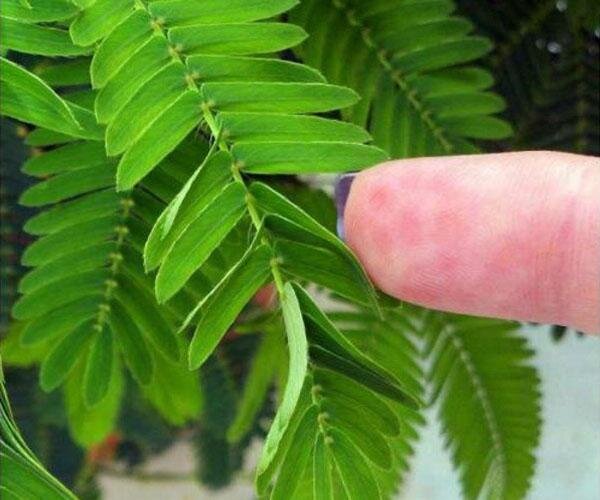 Реакция растения на прикосновение