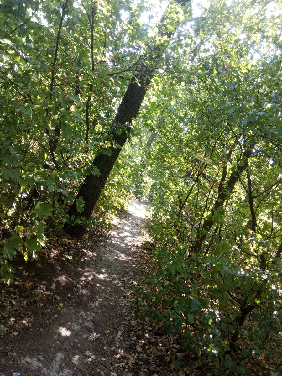 Лесополоса возле родного дома на дачах. Фото автора. 