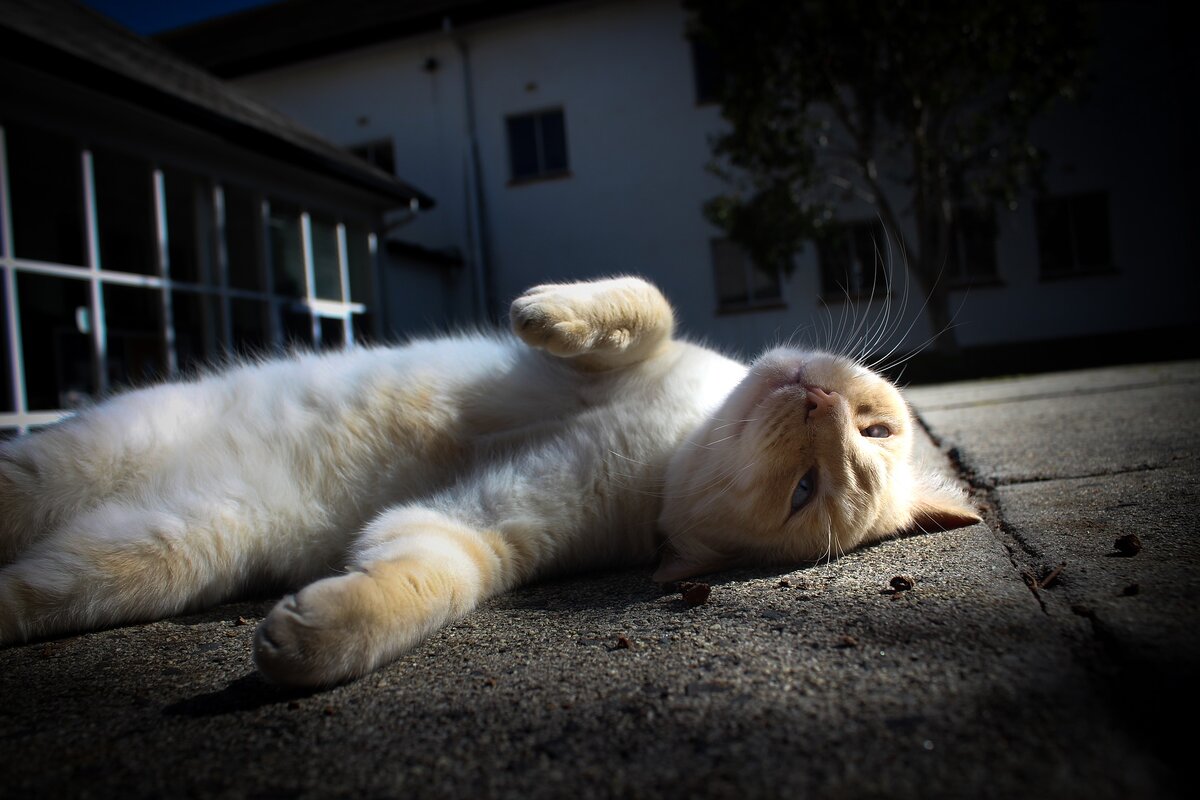 Потренируемся на котиках