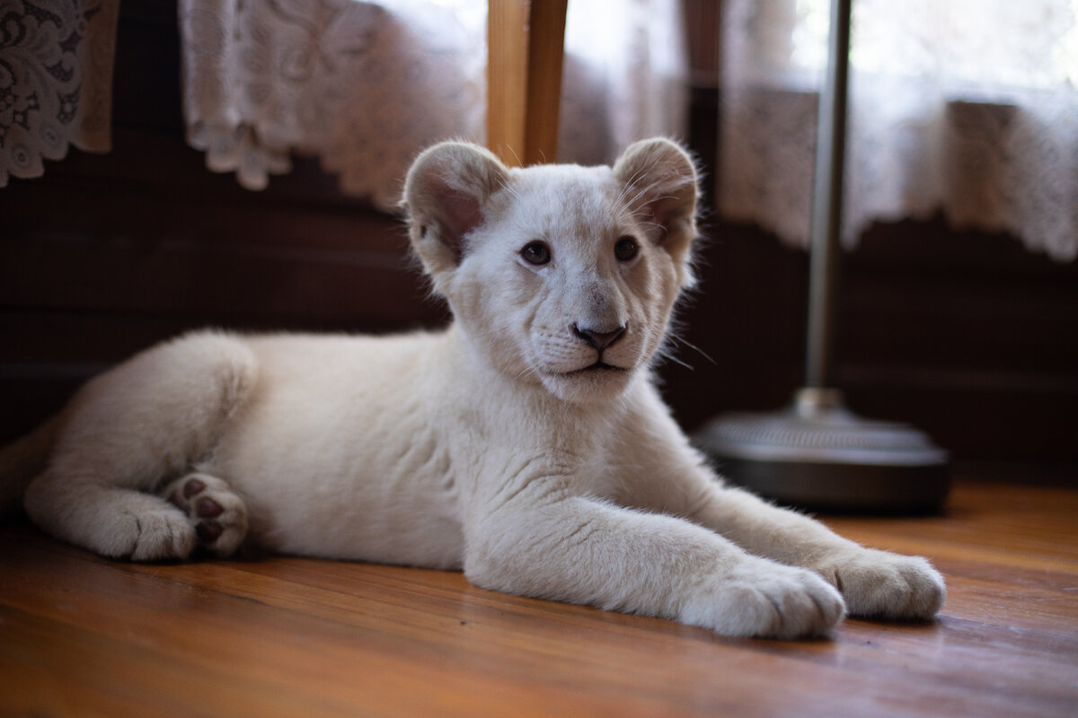 Львёнок Снежок.