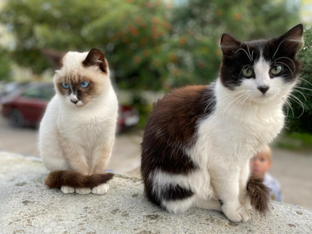 Зеленоградские котики