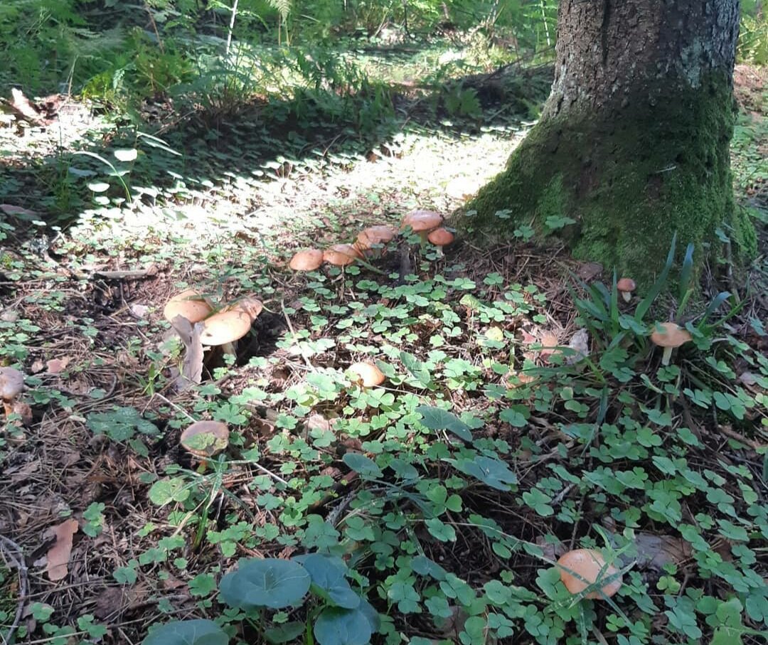 Полянка с опятами, фото @kolesnikova227