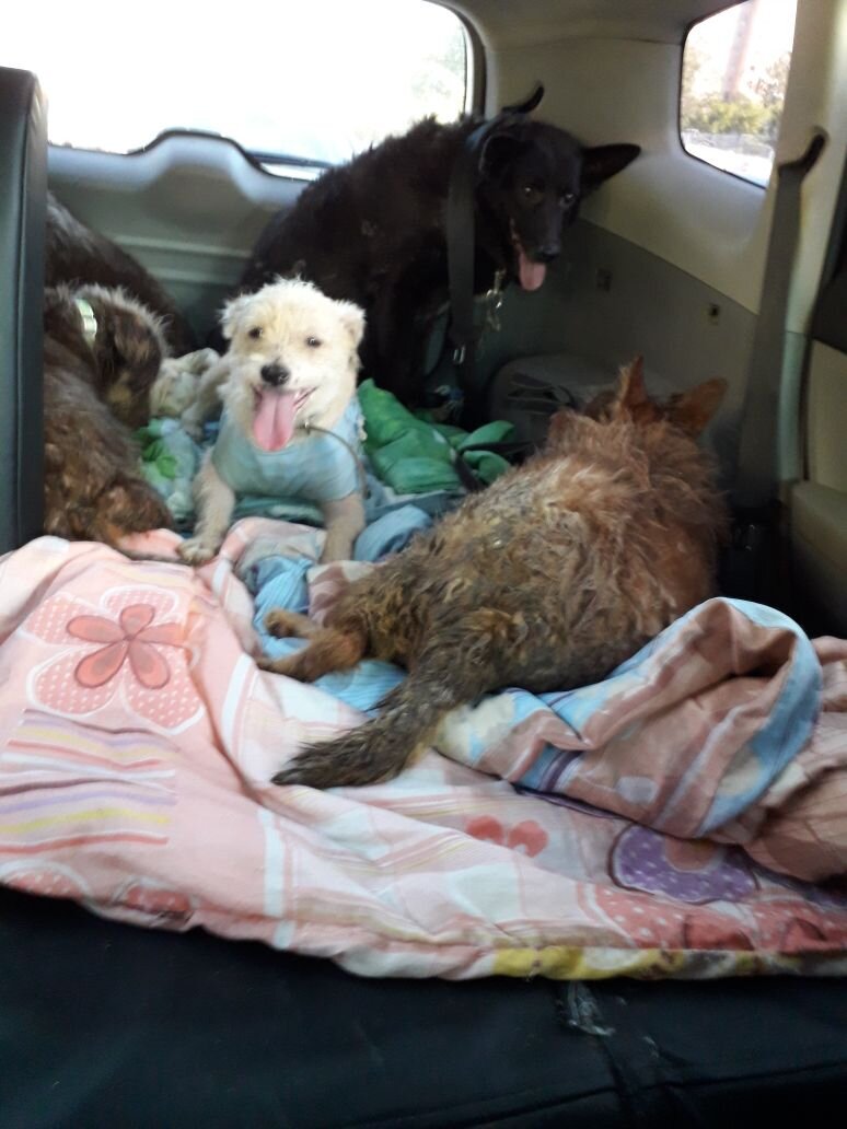 Четырёх собак мы забрали. Вонь в машине стояла страшная(