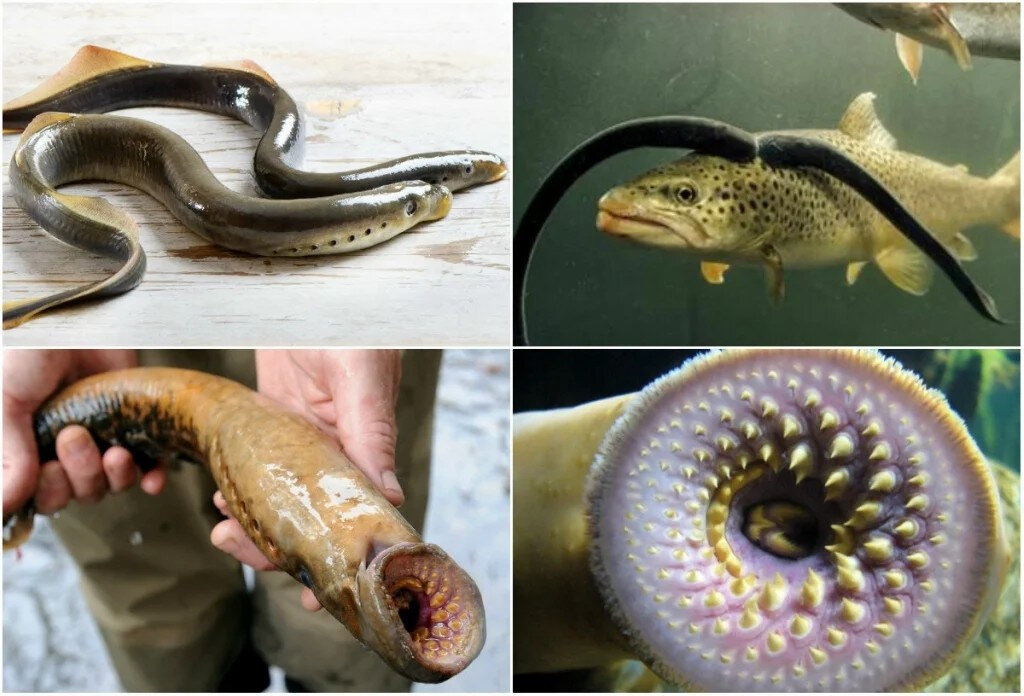 Рыбы которые присасываются. Рыбы которые присасываются. Минога сибирская - lethenteron kessleri. Европейская ручьевая минога. Рыбы которые присасываются.