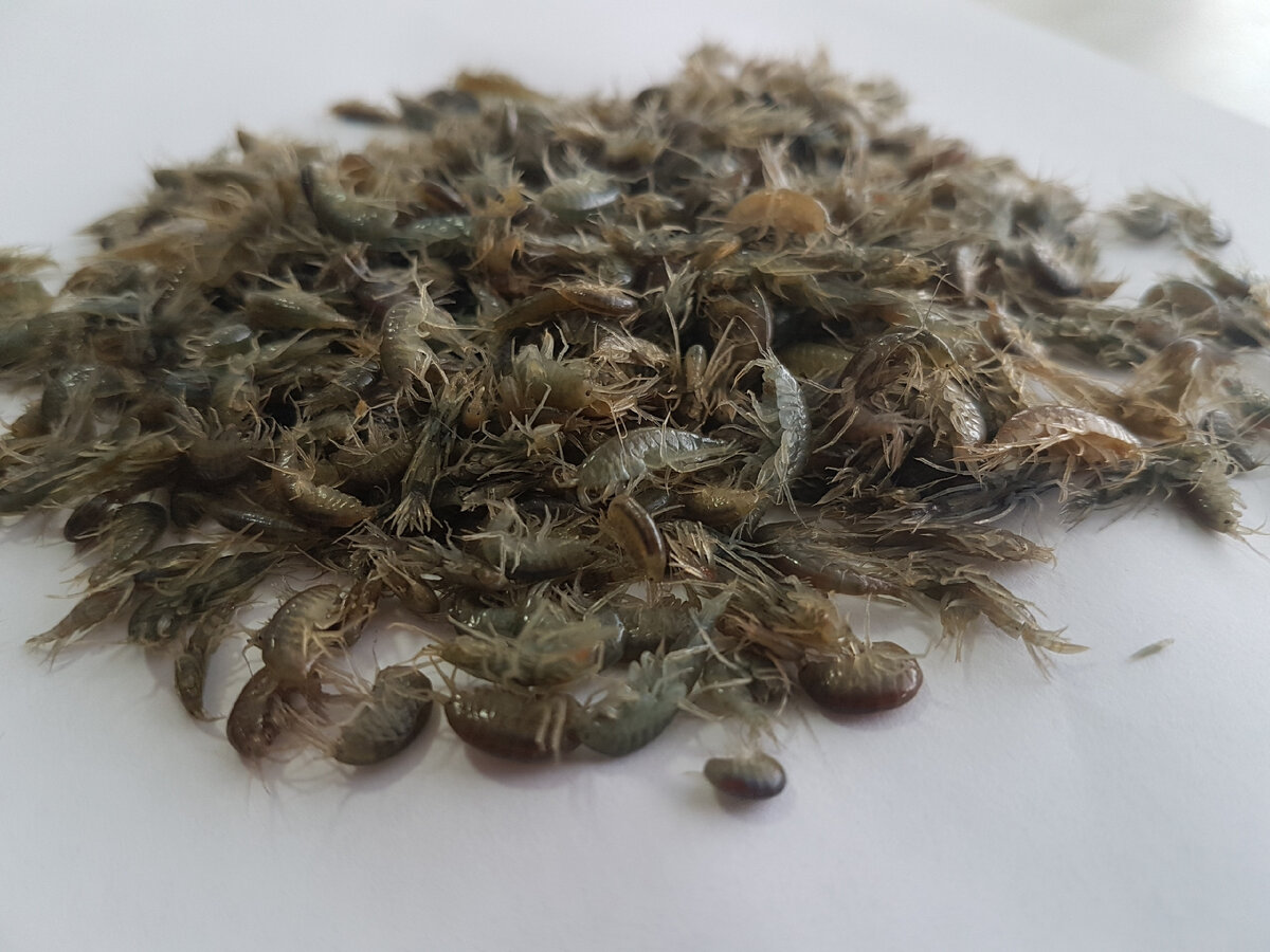 Наши пресноводные креветки