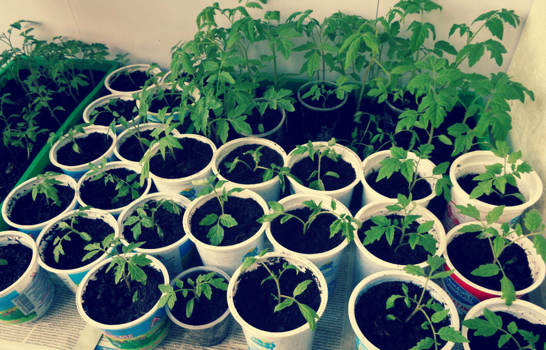 Перевалка рассады томатов. Коренастая рассада томатов. Трехнедельная рассада томатов. Рассада томатов. Пикировка помидорной рассады.