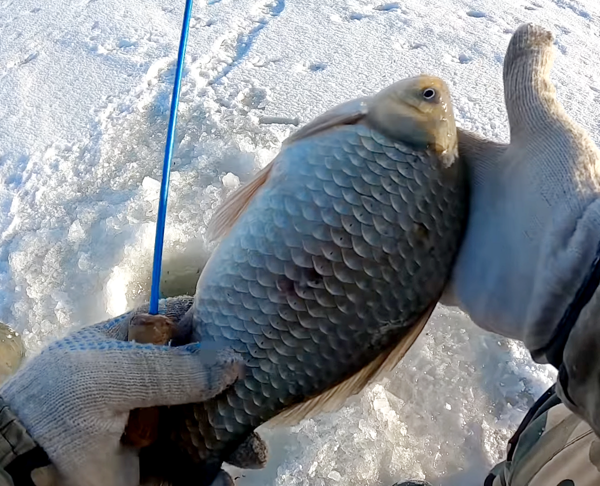 Секреты зимней ловли карася 🐟 в Санкт-Петербурге и Ленинградской области