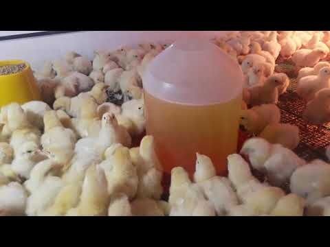 Как приготовить мешанку для домашних кур