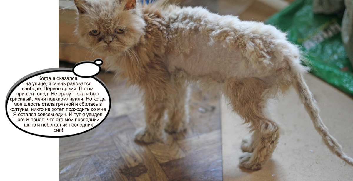 Моня в процессе стрижки. Из-за того, что колтуны были слишком близко к коже, использовать машинку было нельзя - большой риск поранить кота. Поэтому я больше трех часов стригла его вручную. Сначала просто состригла колтуны, а потом уже все подравнивала.