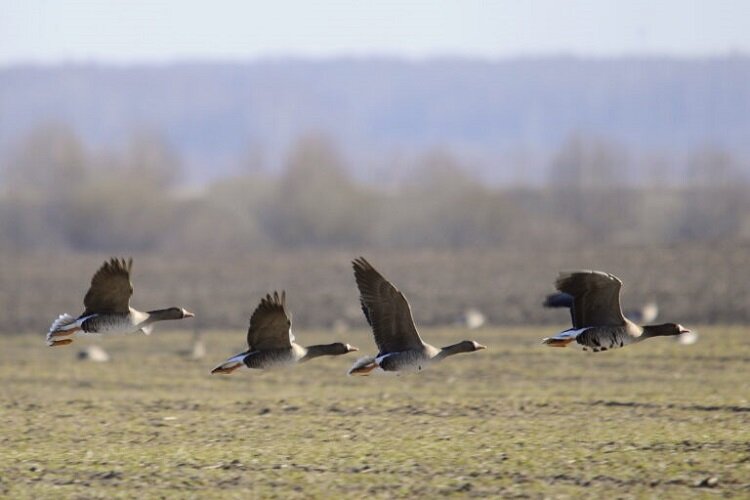 Хорошо летят...