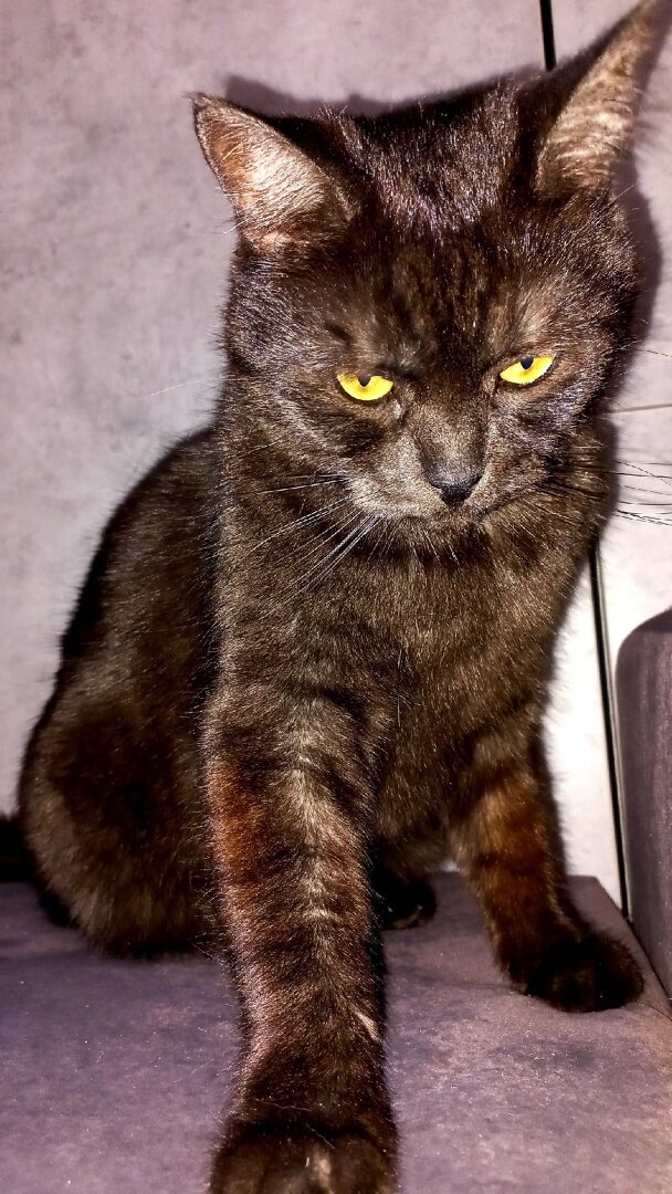 обидели кисоньку