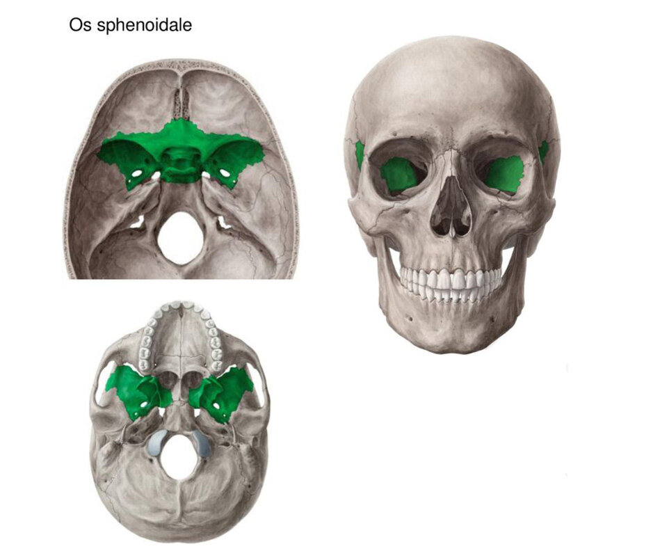 Клиновидная кость - e-Anatomy - IMAIOS