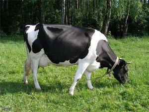 В российских фермерских хозяйствах среди породы коров молочные виды, дающие очень большие надои, встречаются не так уж часто. Сравнительно недавно появилась одна интересная, пестро-черная порода, которая на данный момент занимает третье место по степени распространения после таких пород, как красный скот и симментальская. Разводят черно-пеструю породу на всей территории России.