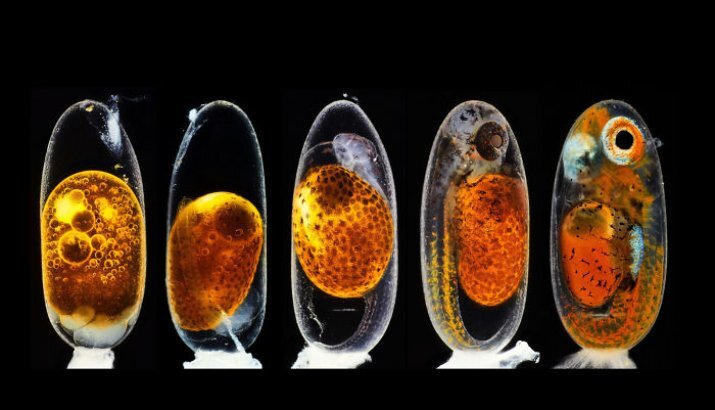 Эмбриональное развитие рыбы-клоуна (Amphiprion percula) на 1-й, 3-й (утром и вечером), 5-й и 9-й день Наложение изображений 10-кратное (увеличение объектива) / Daniel Knop/Nikon Small World 