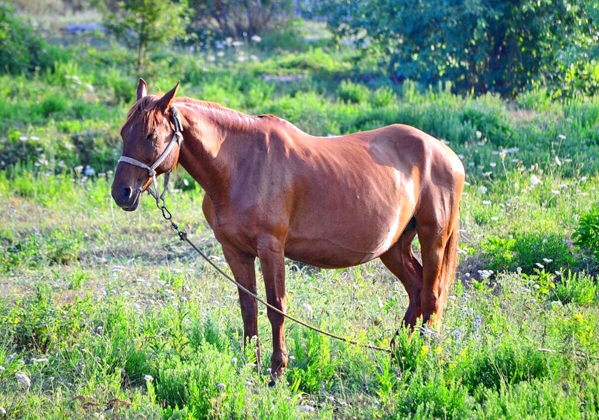 почему жеребец