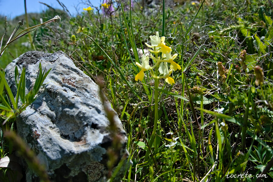 Ятрышник малоцветковый - Orchis pauciflora