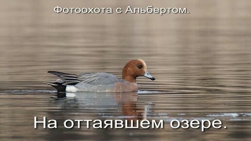 Фотоохота с Альбертом. На оттаявшем озере.