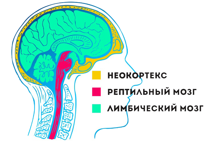 Мозг неокортекс лимбическая система. Неокортекс рептильный и лимбическая система. Отделы мозга рептильный мозг неокортекс. Строение мозга неокортекс лимбическая система рептильный мозг.