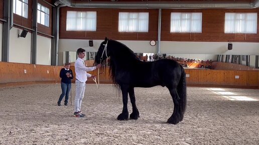 Дело лошадиных. Пируэт лошади. МСМК по выездке. Working equitation рабочая выездка. Пируэт на галопе видео.