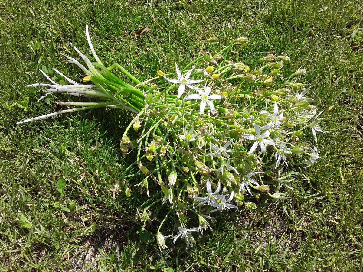 Цветоносы птицемлечника