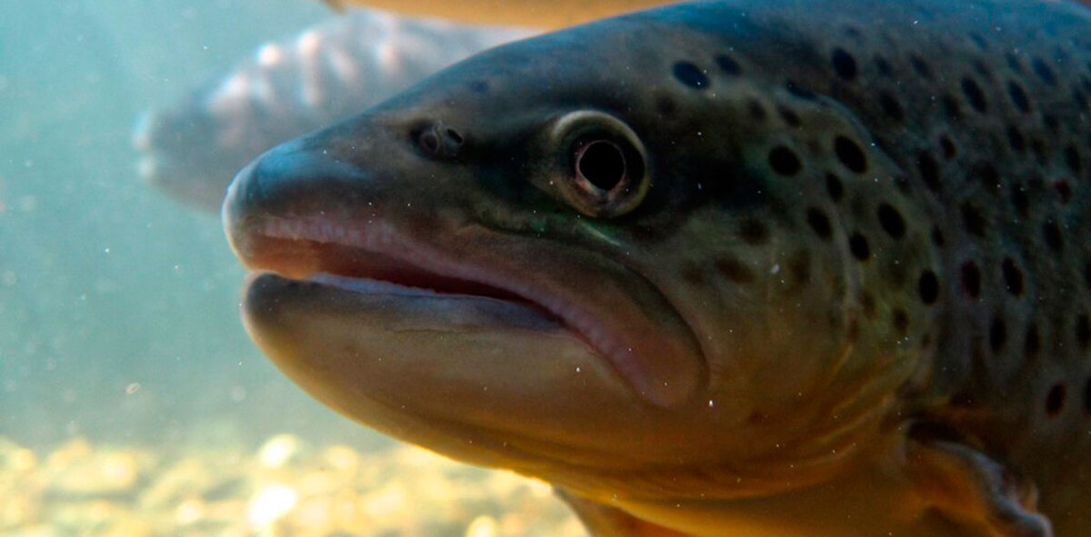 Радужная форель (Oncorhynchus mykiss). © CC BY-SA 2.0/JC7001