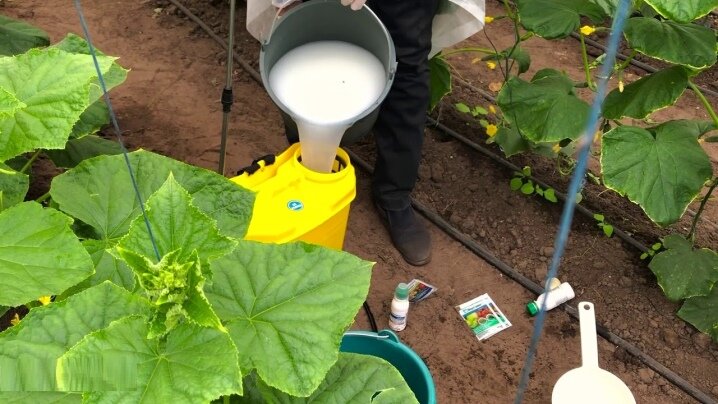 https://cshh.ru/pests-and-diseases/syvorotka-dla-ogurcov-opryskivanie