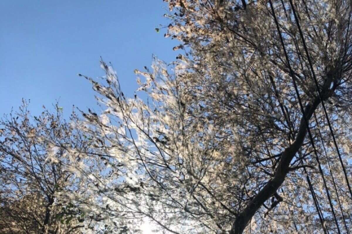    За несвоевременную обработку от горностаевой моли будут наказывать