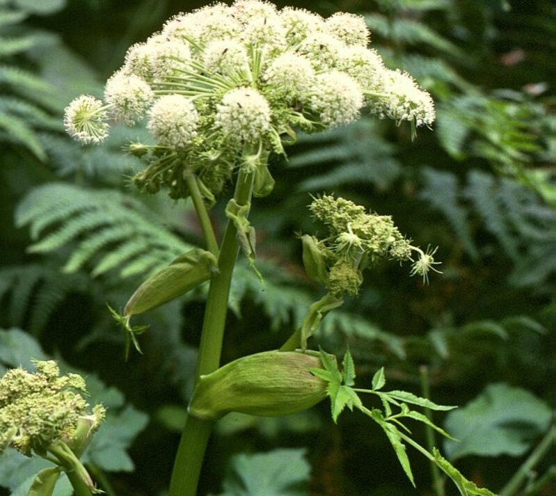 Издаваемый дудочкой из дудника звук напоминал звук фагота... Фото https://vk.com-дудник