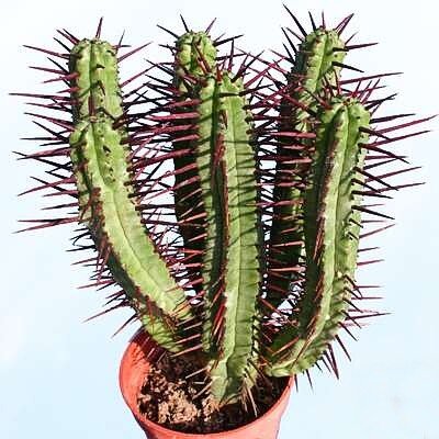 Эуфорбия цереусовидная (молочай)