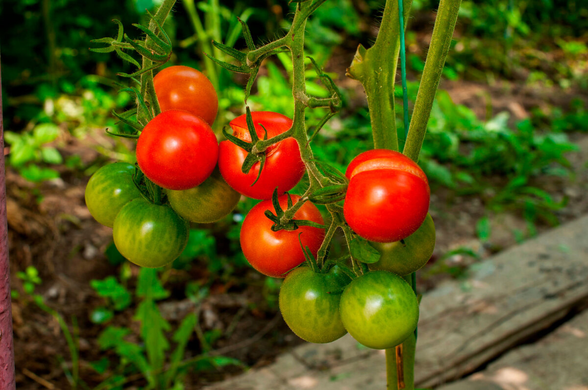 Отличный урожай помидоров на вашем участке.