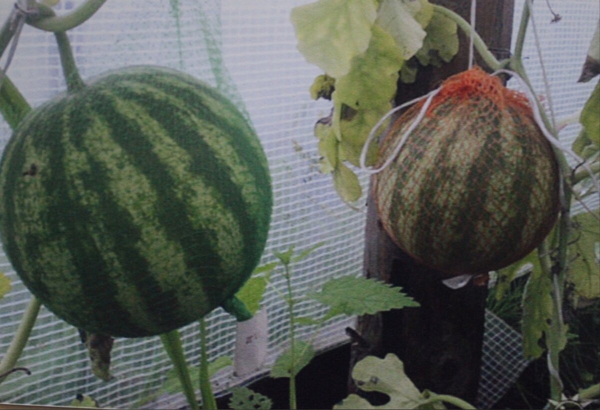 Арбузы, выращенные Клавдией Поповой